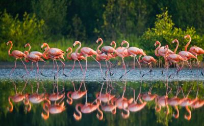 Cuba flamingos