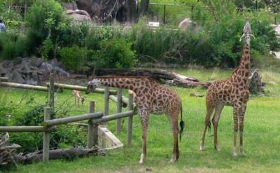 giraffes