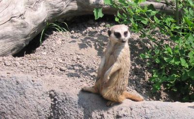 meerkat