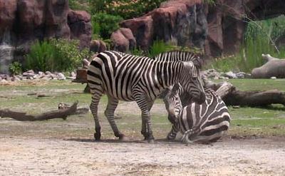 zebras